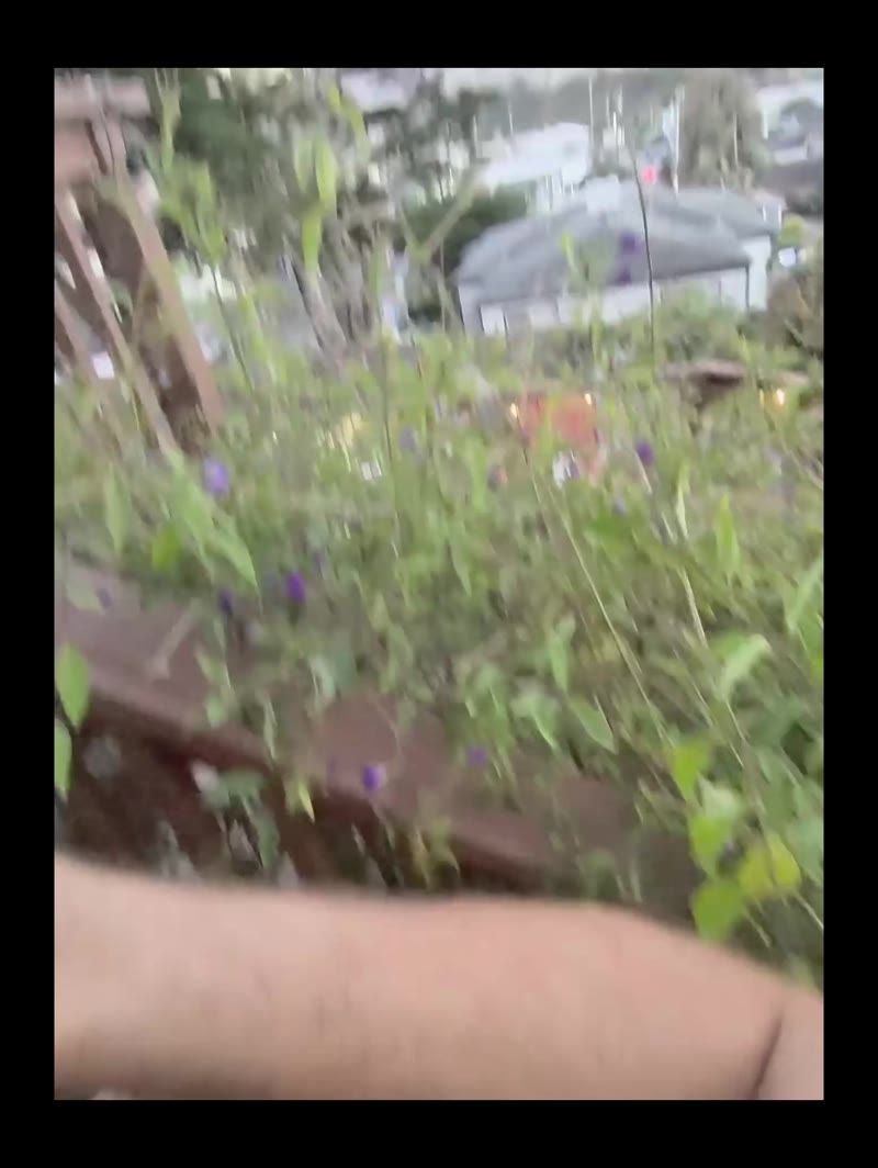 Shoot Over the Bushes